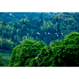 我市开展野生动植物保护宣传主题活动