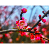 东江湖畔“美人梅”花盛开