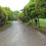 聚焦十大重点工作·乡村大振兴 | 我市人居环境整治扮靓美丽乡村 