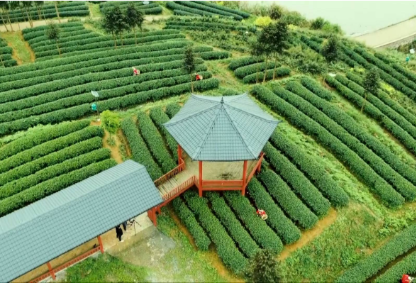 劳动最光荣丨胡小刚：一片茶叶 带动一方百姓增收致富