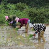 聚焦十大重点工作·乡村大振兴丨回龙山瑶族乡移栽水稻幼苗忙