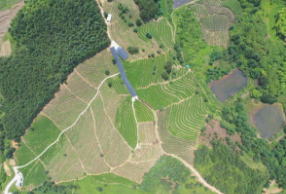 《劳动最光荣》丨胡华英：人勤产业旺 茶香飘四方