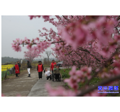 走基层·新春 ▏志愿者和残疾人朋友共赏樱花