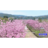 走基层·新春 ▏三都镇：樱花盛妆迎客来