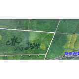 走基层·新春 ▏蓼江镇：千亩油菜竞绽放