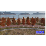 白廊:水杉红 冬韵浓