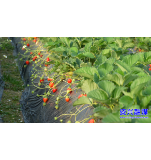 草莓抢鲜上市 冬日“甜蜜经济”升温