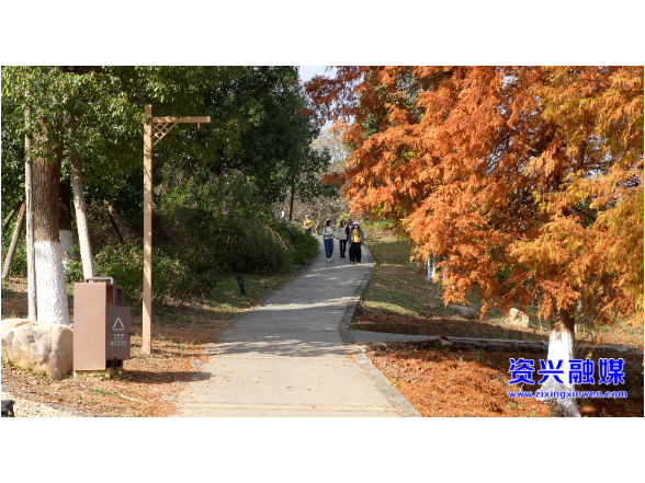 东江湖畔水杉红 近郊游客络绎来