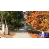 东江湖畔水杉红 近郊游客络绎来