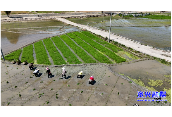 聚焦灾后重建  ▏州门司镇初夏插秧忙 