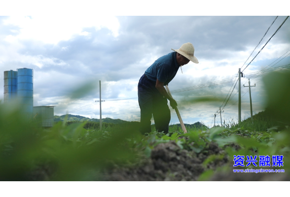 聚焦灾后重建丨州门司镇白筱村：复垦农田焕新颜