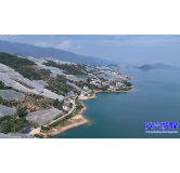 守好品质“生命线” 东江湖蜜桔俏销全国