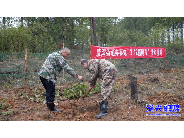 唐洞街道：共植“春色”    4500株苗木为山场添新绿