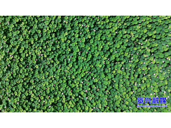 当好东道主 办好旅发会丨荷韵飘香醉游人 流华湾荷花进入最佳观赏期