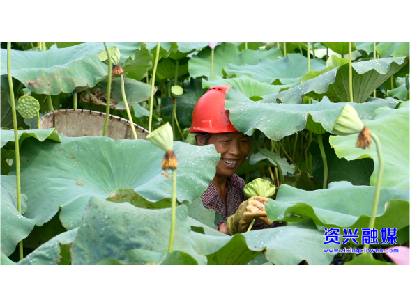 唐洞街道：“荷”美香花“莲”增收