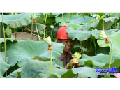 唐洞街道:“荷”美香花“莲”增收