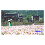 东江湖综合服务区：粉花月见草  惊艳亮相