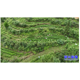 开局八好·兴城乡强区域丨我市千亩高山茶园转型升级 有机好茶飘香海外促增收
