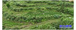 开局八好·兴城乡强区域丨我市千亩高山茶园转型升级 有机好茶飘香海外促增收