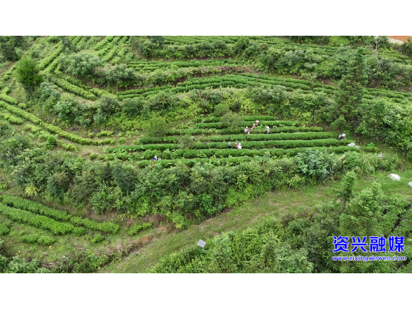 开局八好·兴城乡强区域丨我市千亩高山茶园转型升级 有机好茶飘香海外促增收