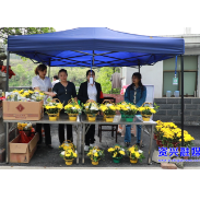 鲜花换纸烛 绿色过清明