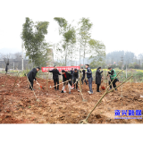 市城管系统组织开展植树节活动