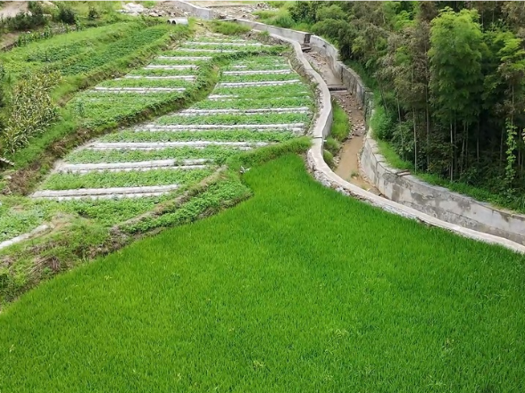 聚焦灾后重建 | 省海利集团：以产业为笔 绘就桎木村新图景