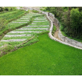 聚焦灾后重建 | 省海利集团：以产业为笔 绘就桎木村新图景