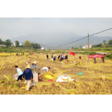 资兴：暖心助力贫困户收割中稻