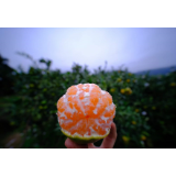 走基层丨“请进来”“走出去” 助力东江湖蜜橘销售