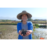 走基层丨七里村：初冬菱角俏销