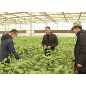 抢抓农时 辣椒基地冬作忙