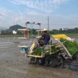 聚焦十大重点工作·乡村大振兴|蓼江:无人驾驶插秧机稻田“显身手”