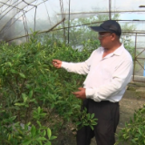 劳动最光荣丨何金平：种下金柑树 结出“致富果”