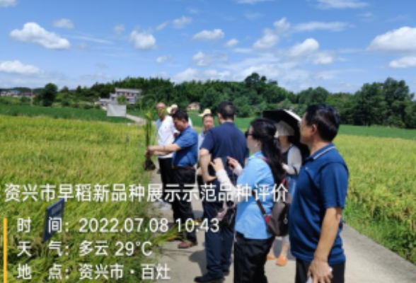 我市对早稻新品种展示、示范品种进行现场验收评价 