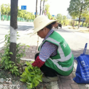 园林工人清除杂草为城市颜值“加分”