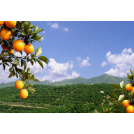 东江湖蜜橘文化节：邀您写“我与橘的故事”