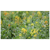 走基层·新春｜ 蓼江镇：油菜花开春意浓