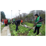 市城管局：开展绿化带种菜专项整治行动