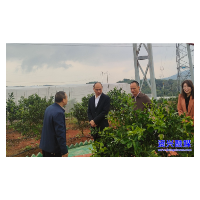 市人大常委会:开展专题调研 助力柑橘产业发展