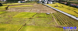 沃野铺金稻飘香 我市各地晚稻秋收正酣