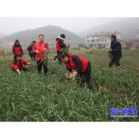 东江湖志愿者协会：田间助农忙 情暖菜农心