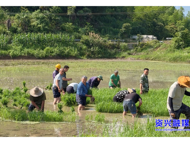 兴宁镇：党员志愿服务到田头 助困插秧解民忧