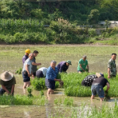 兴宁镇:党员志愿服务到田头 助困插秧解民忧