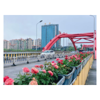 当好东道主 办好旅发会 | 绿化景观再提质!2万余盆花卉焕新城市风貌