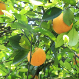 奇观！东江湖畔现夏橙花果同树 