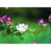【郴州日报】荷花竞相开放