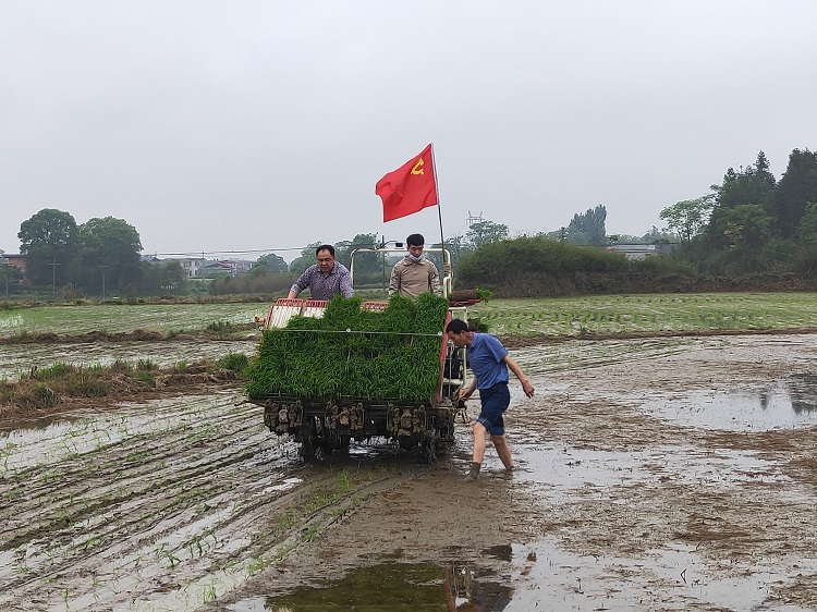 幫助農(nóng)民機(jī)械化插秧.jpg