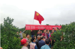 冰糖橙种植技术送上门 