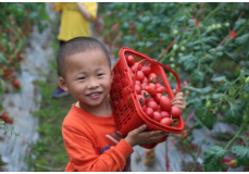 资兴：流华湾圣女果基地迎来采摘季